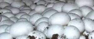 mashroom