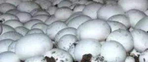 mashroom