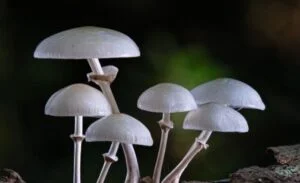 mashroom