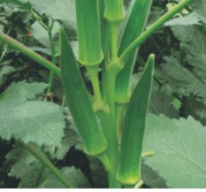 lady finger