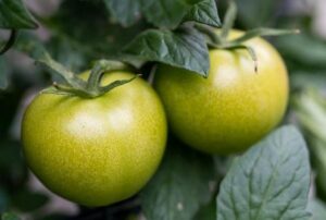 Tomato