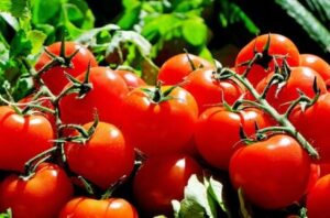 Tomato
