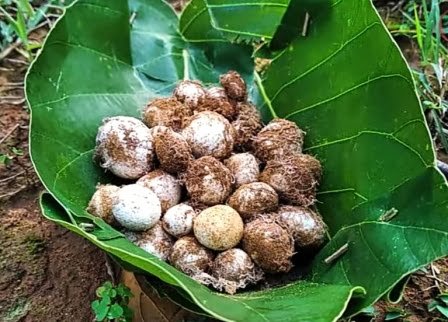 Maguda Rugda Rugda | रुगडा या फुटको | झारखंड के स्वादिस्ट व्यंजन रुगडा / फुटको ...